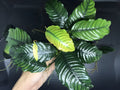 Anubias barteri var. coffeefolia