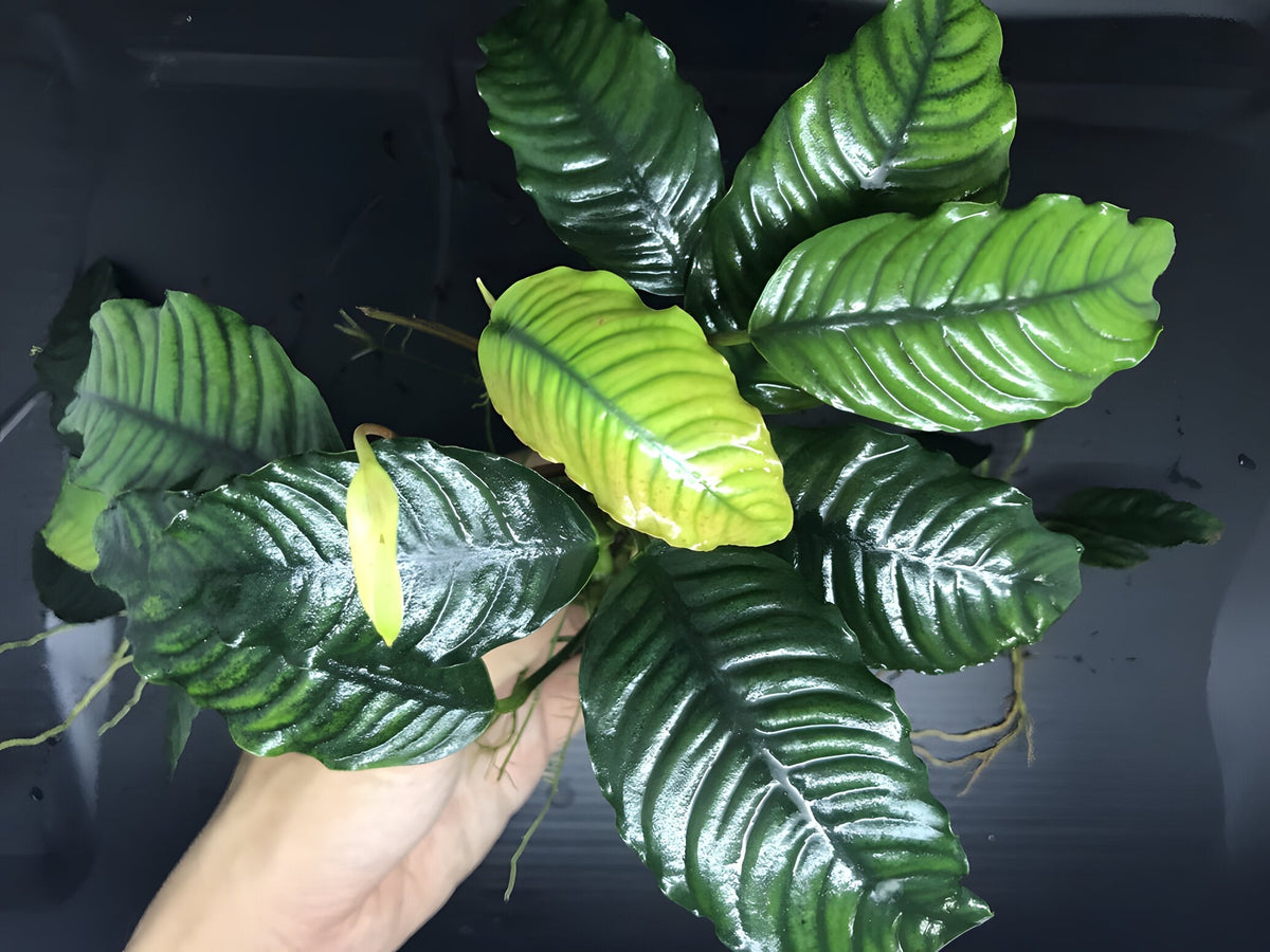 Anubias barteri var. coffeefolia