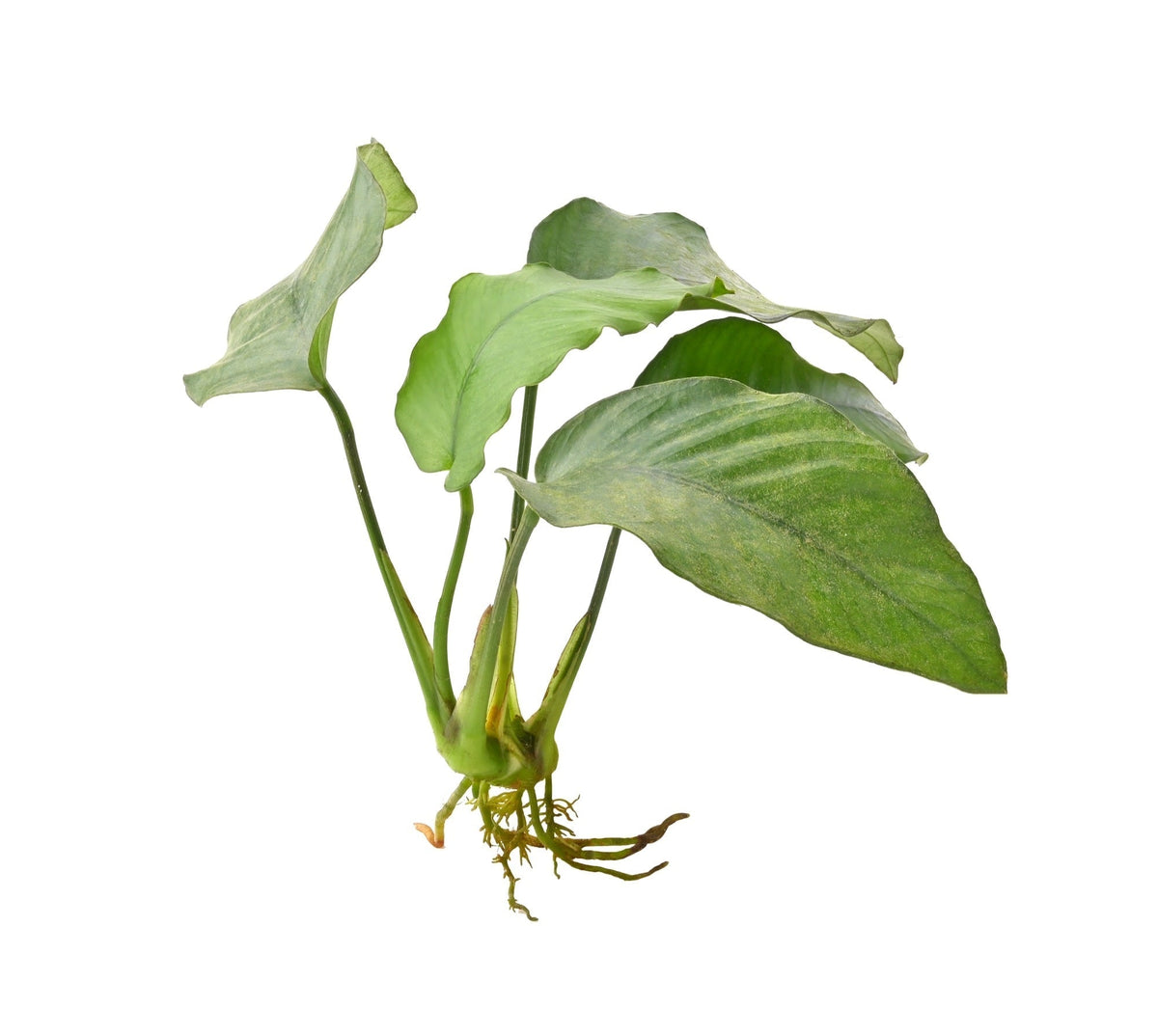 Anubias barteri var. barteri 'Broad leaf'