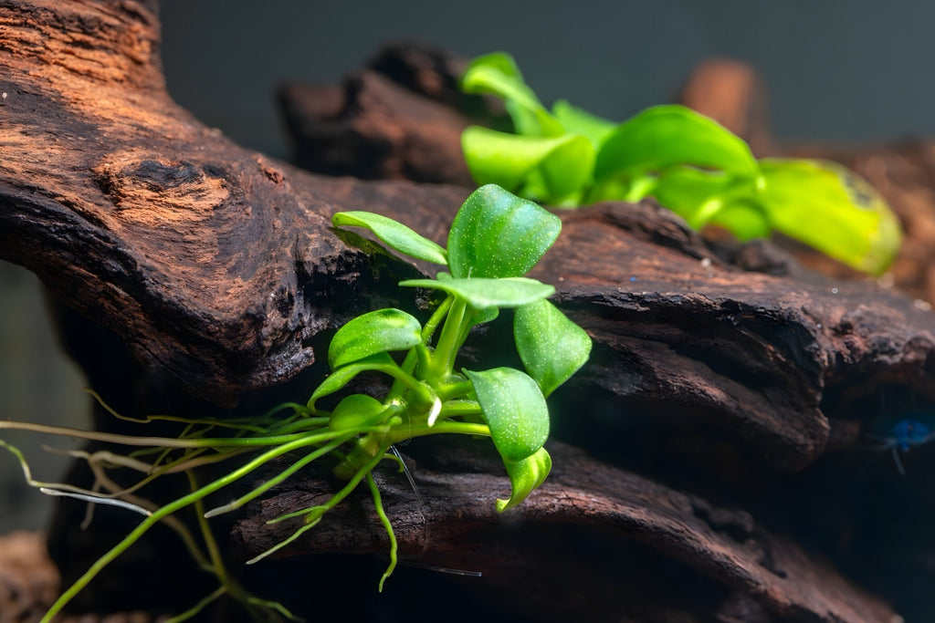 Anubias barteri var. nana 'Petite'