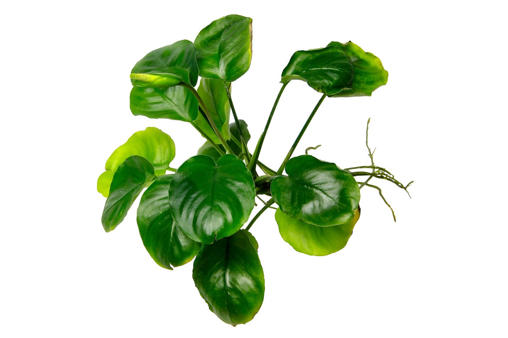 Anubias var. 'Golden Coin'
