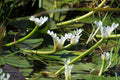 Aponogeton distachyos