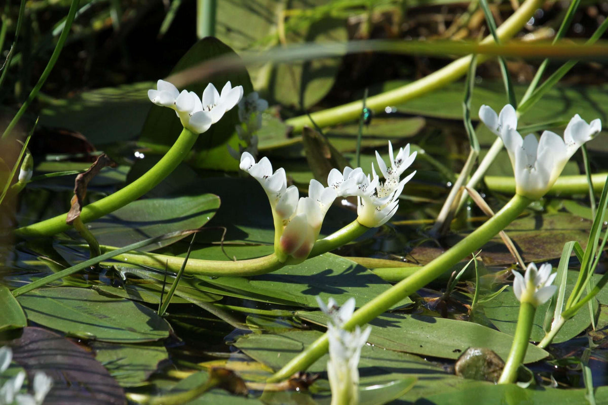 Aponogeton distachyos