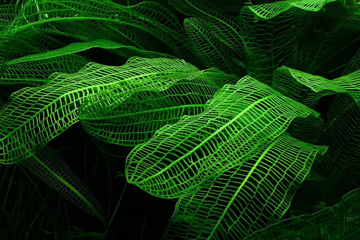 Aponogeton madagascarensis