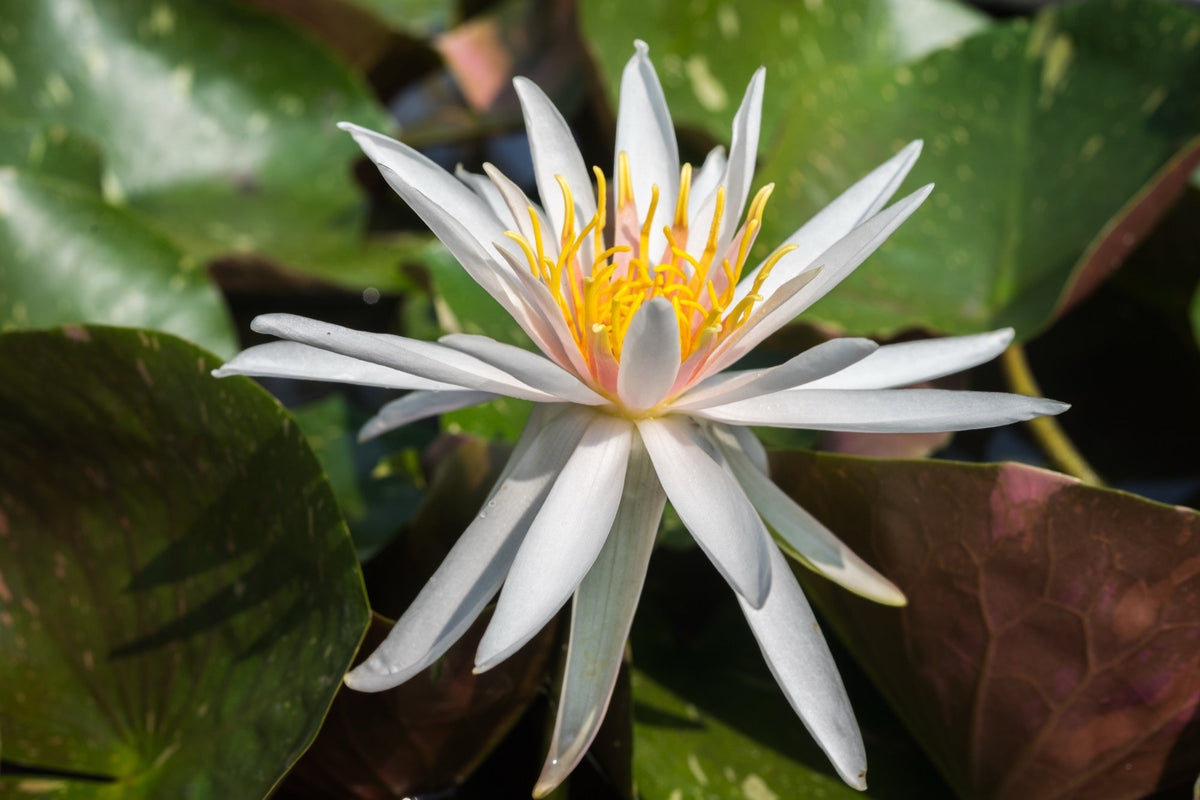 Nymphaea 'Arc-en-ciel'