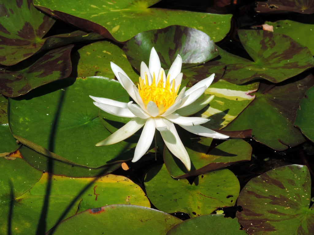 Nymphaea 'Arc-en-ciel'