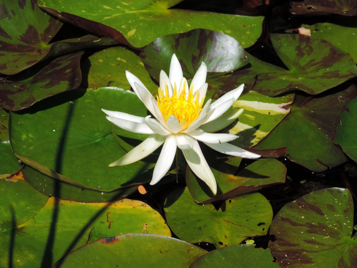 Nymphaea 'Arc-en-ciel'