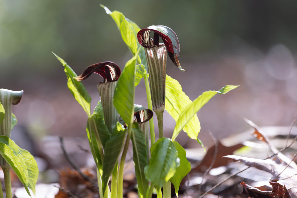 Arisaema triphyllum
