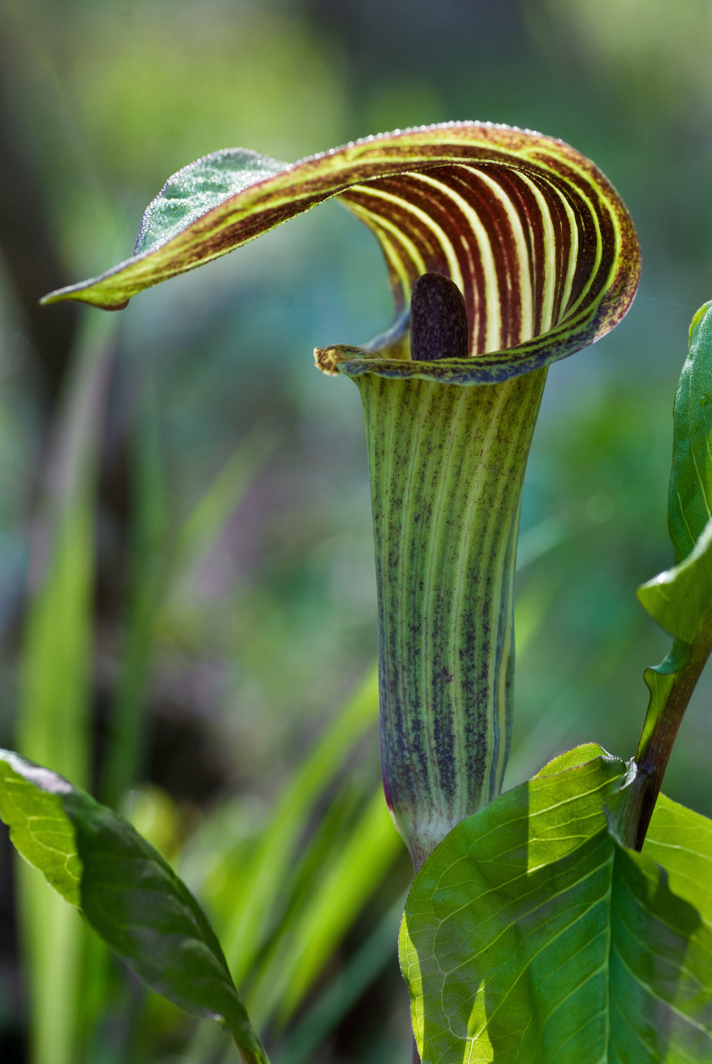 Arisaema triphyllum
