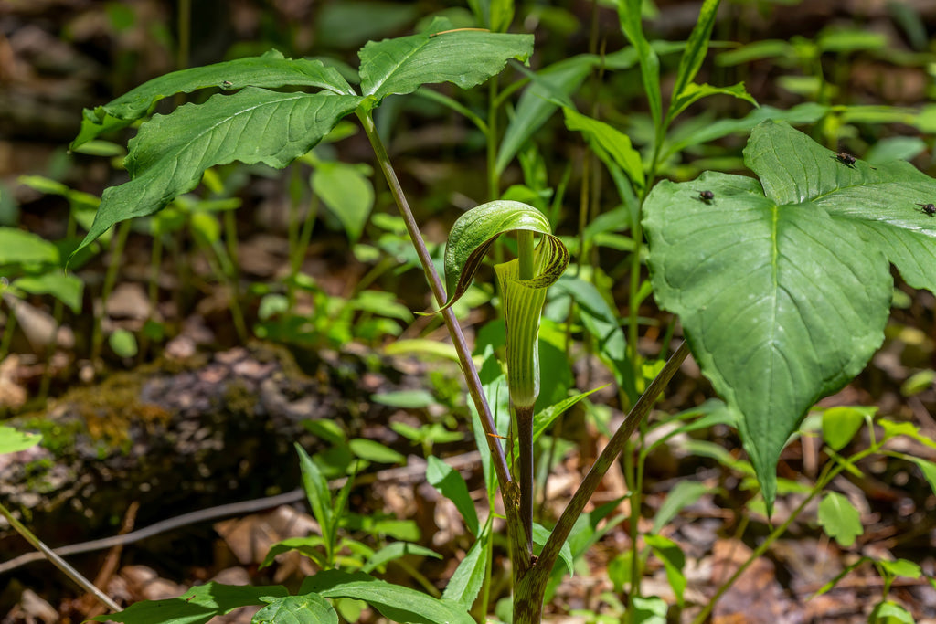 Arisaema triphyllum