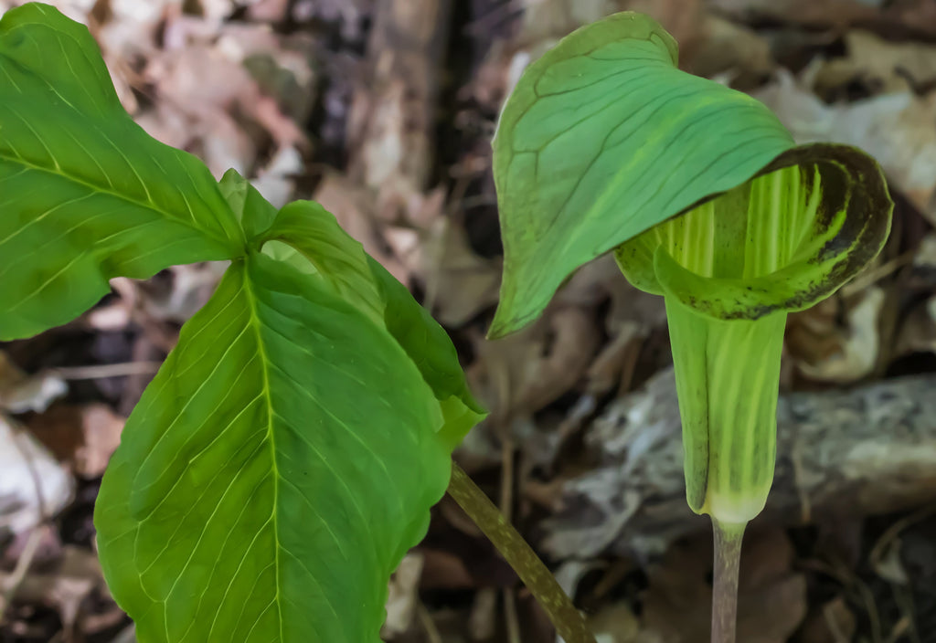 Arisaema triphyllum