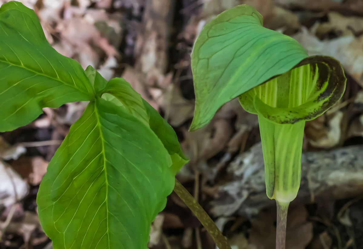 Arisaema triphyllum