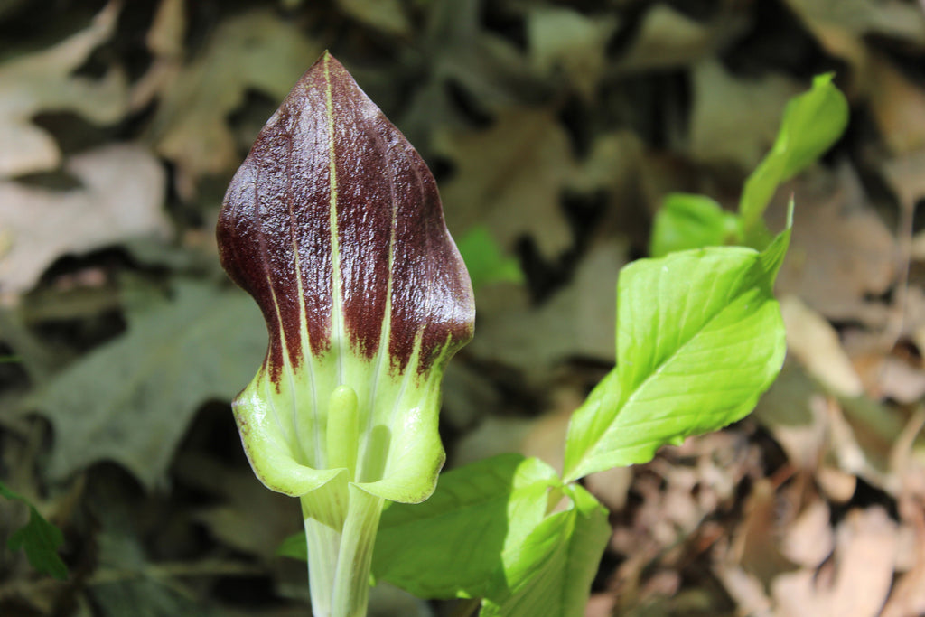 Arisaema triphyllum