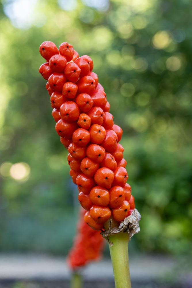 Arum italicum