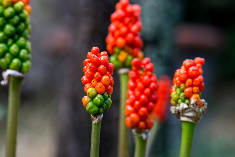 Arum italicum
