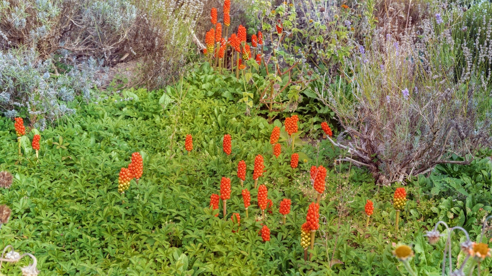 Arum italicum