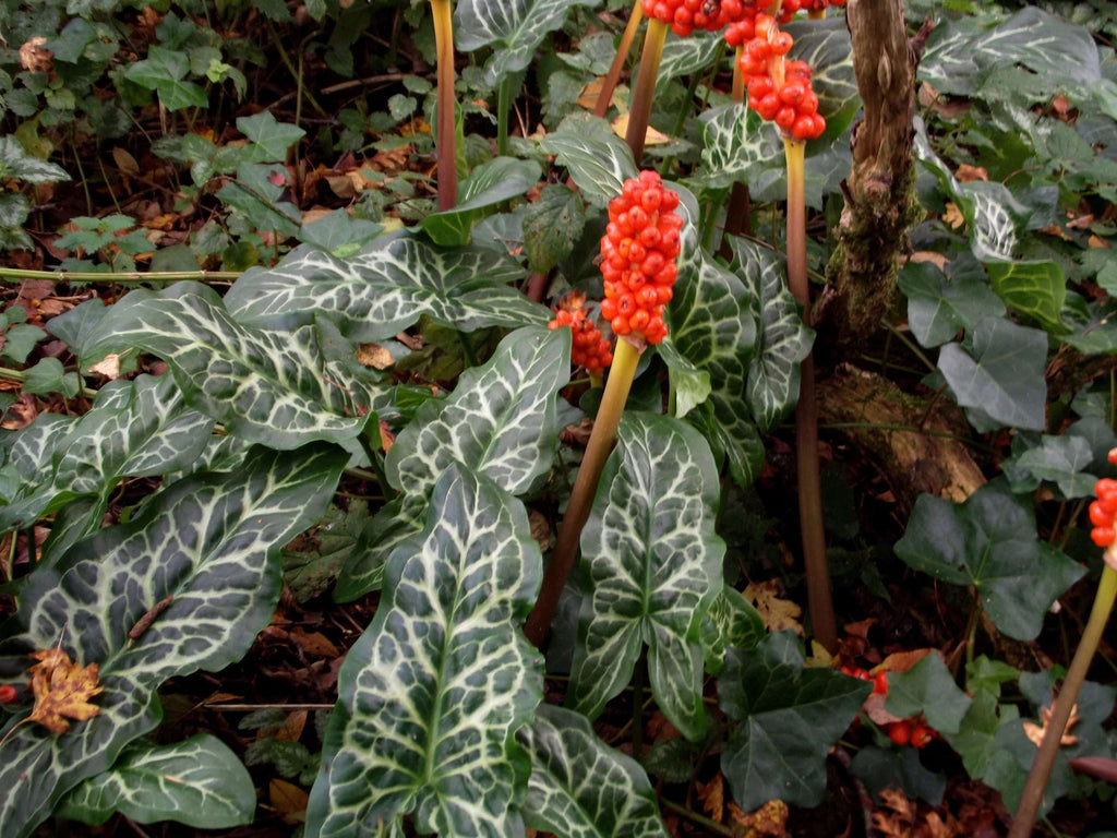 Arum italicum