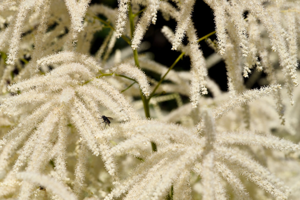 Aruncus dioicus