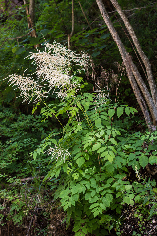 Aruncus dioicus