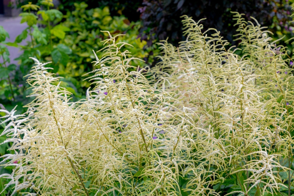 Aruncus dioicus