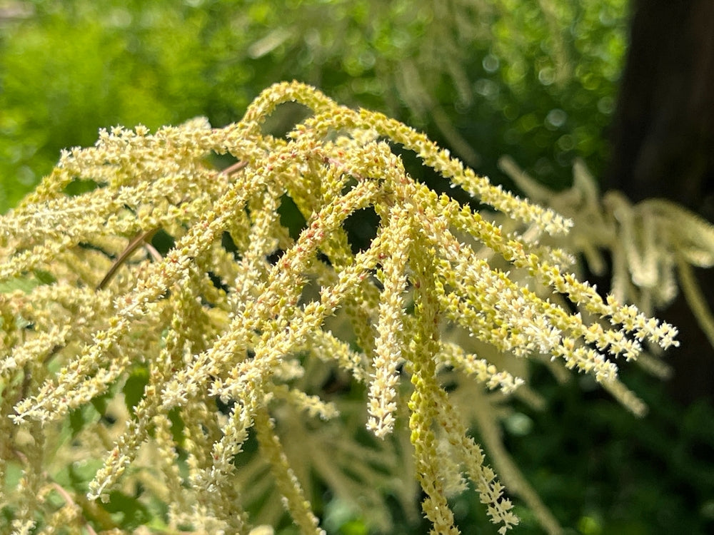 Aruncus dioicus