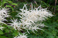 Aruncus dioicus