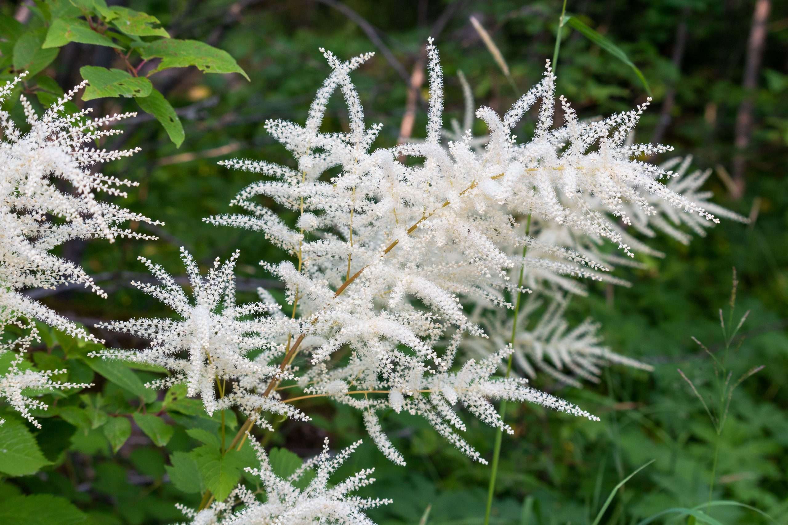 Aruncus dioicus