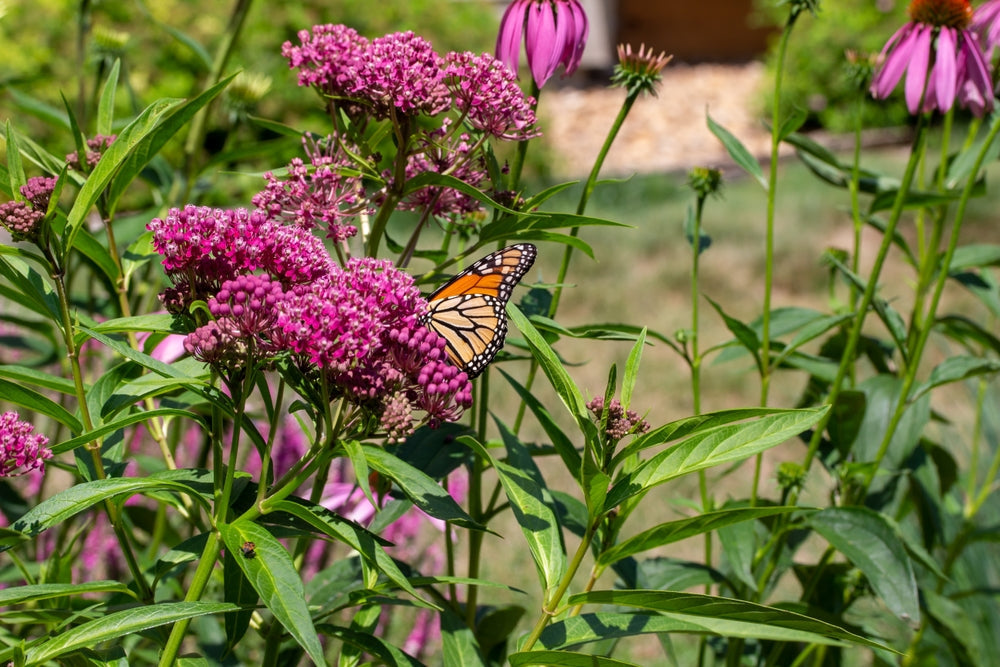 Asclepias incarnata