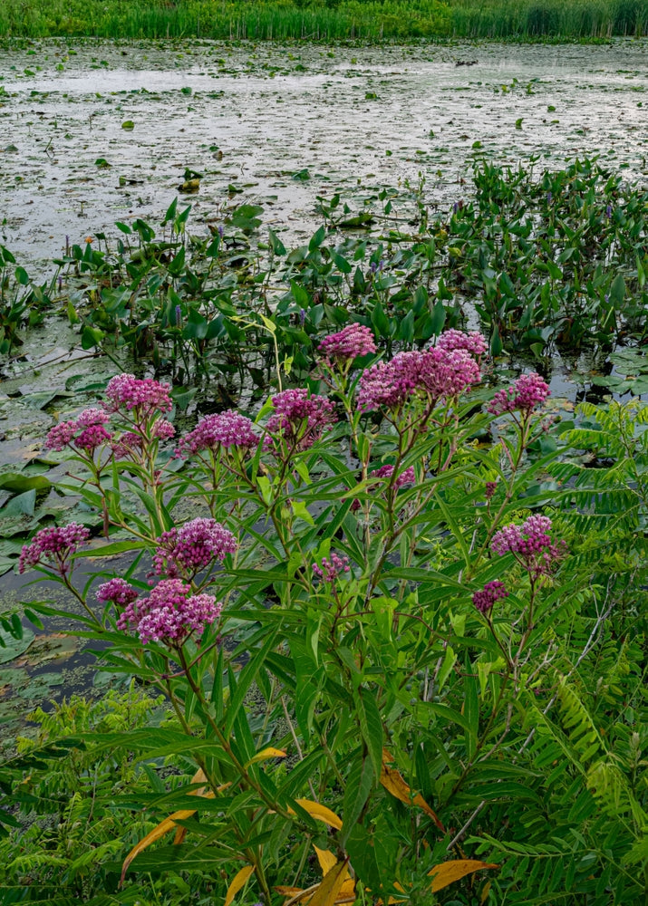 Asclepias incarnata