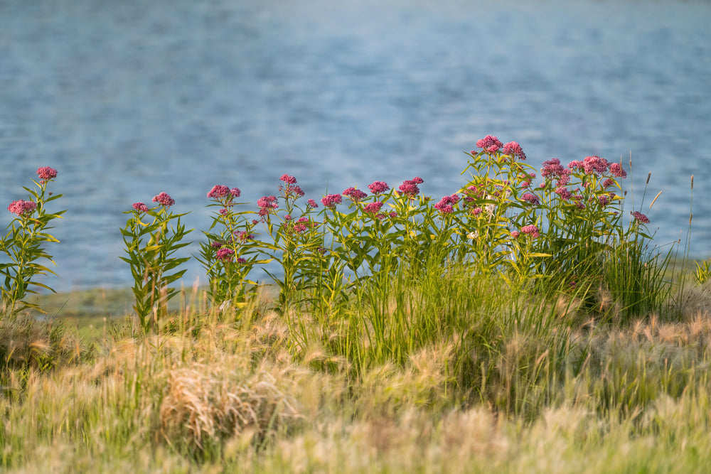 Asclepias incarnata