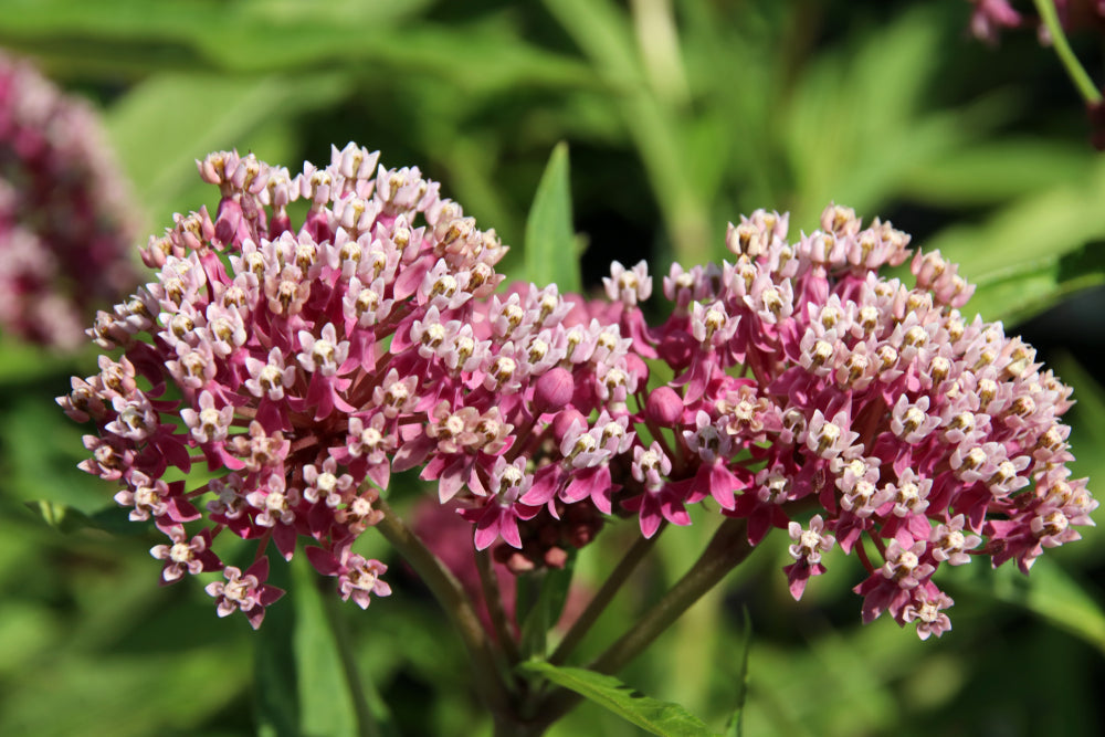 Asclepias incarnata