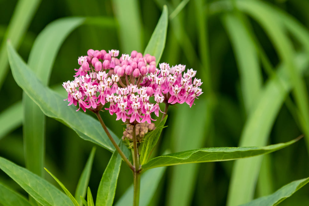 Asclepias incarnata