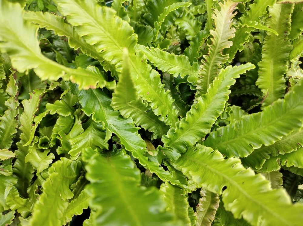 Asplenium scolopendrium angustatum