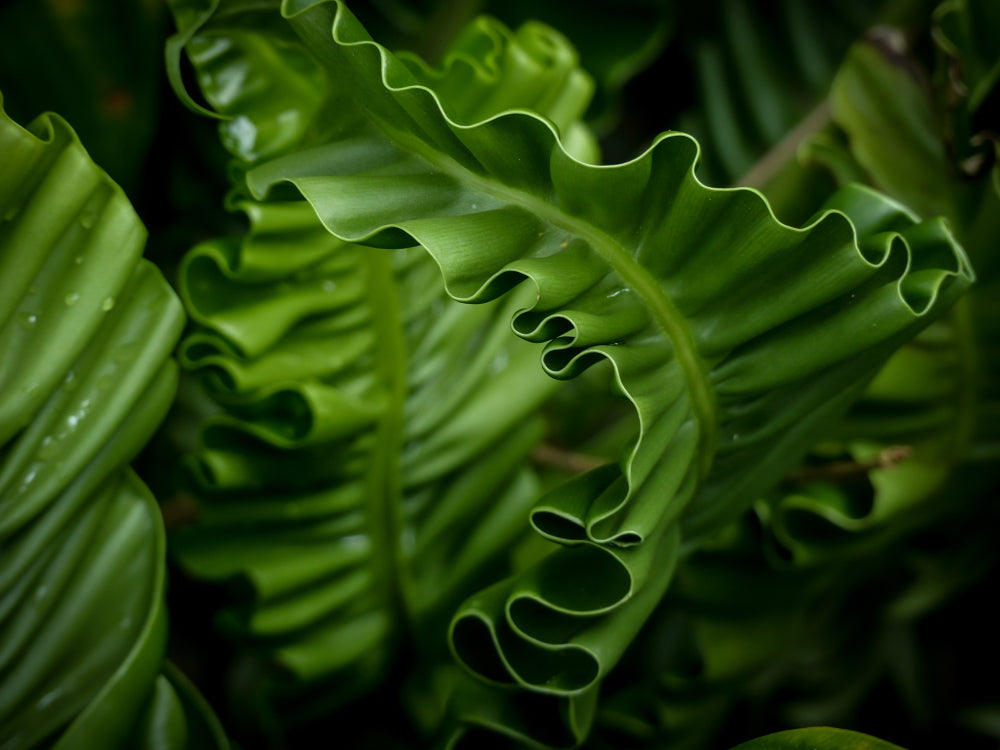 Asplenium scolopendrium angustatum
