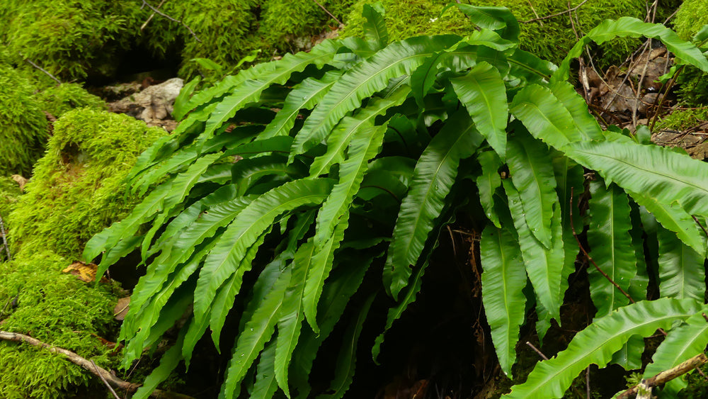 Asplenium scolopendrium angustatum
