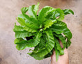 Asplenium scolopendrium 'Hurricane'
