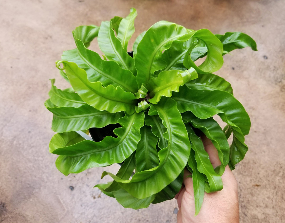 Asplenium scolopendrium 'Hurricane'
