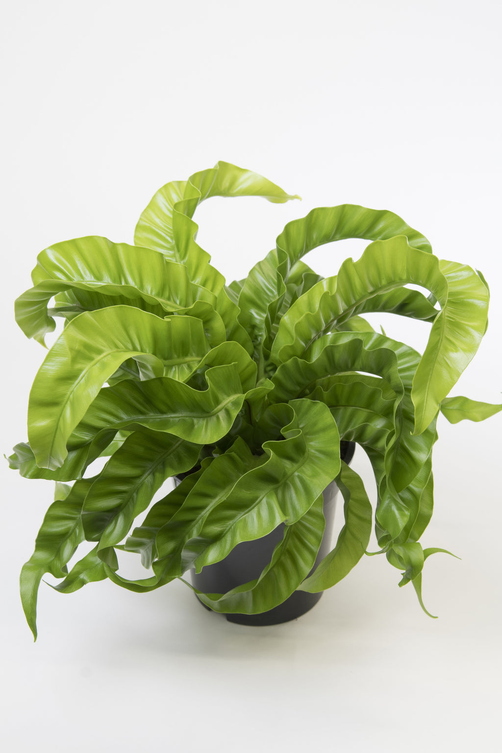 Asplenium scolopendrium 'Hurricane'