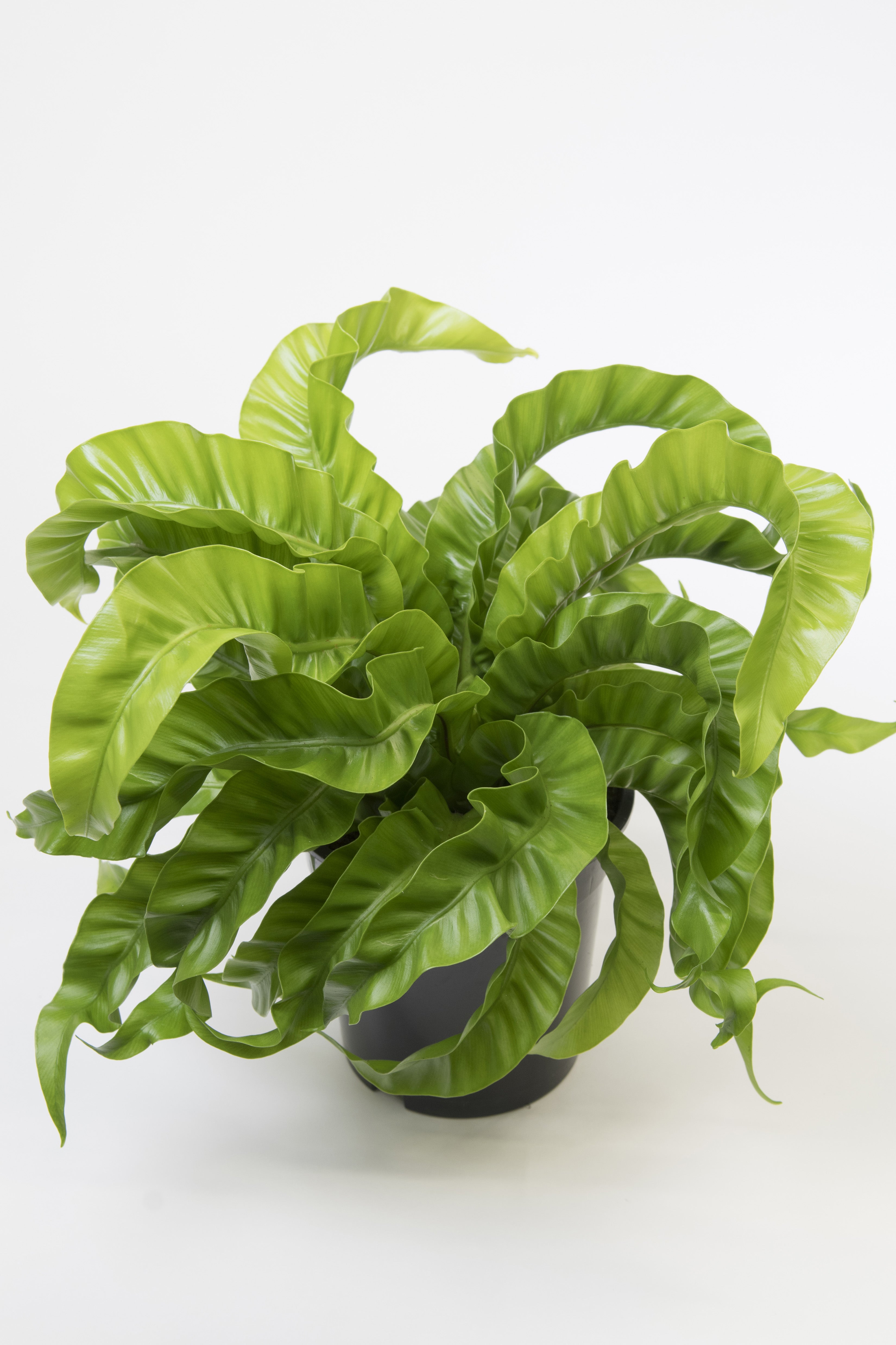 Asplenium scolopendrium 'Hurricane'
