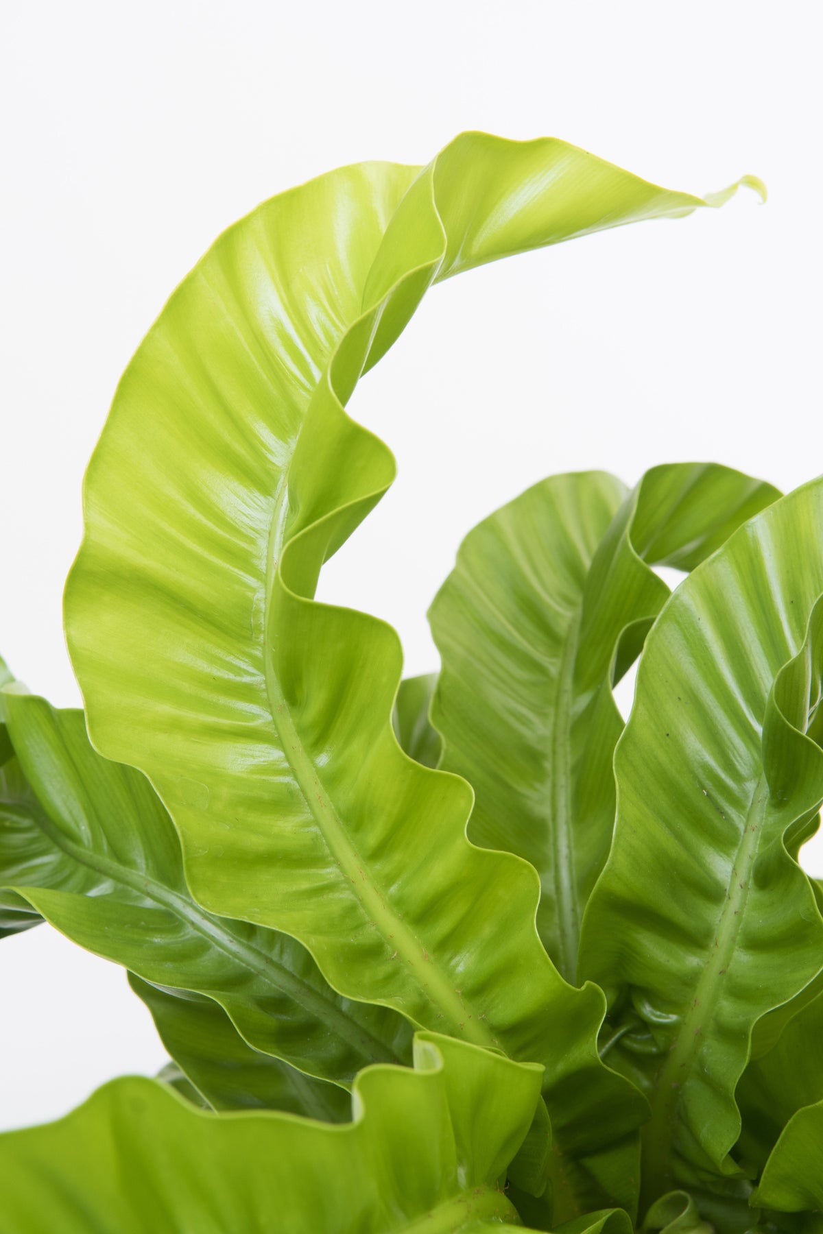 Asplenium scolopendrium 'Hurricane'