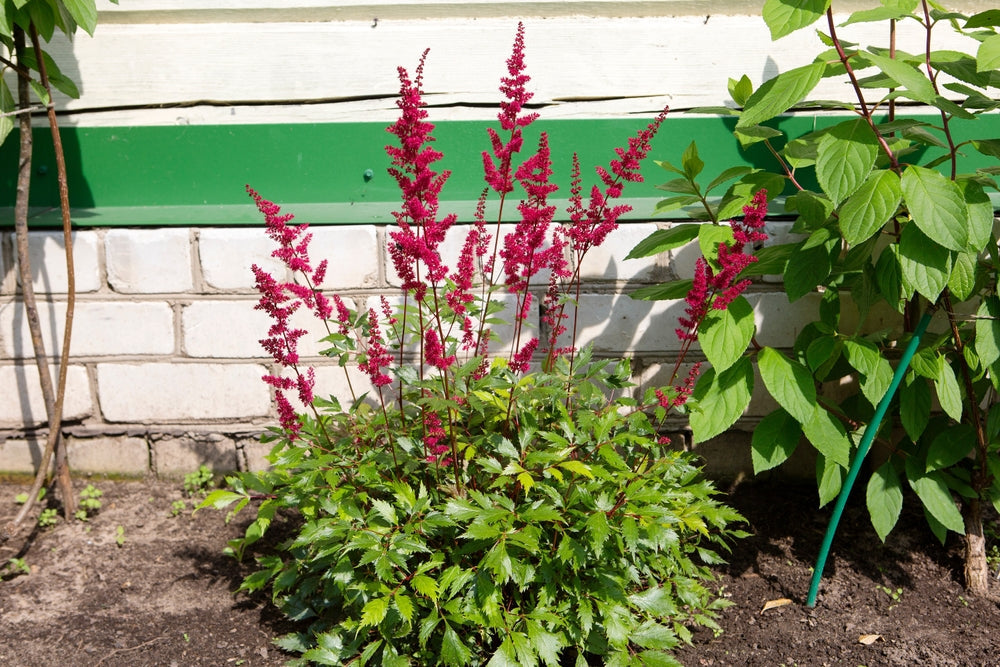 Astilbe 'Burgundy Red'