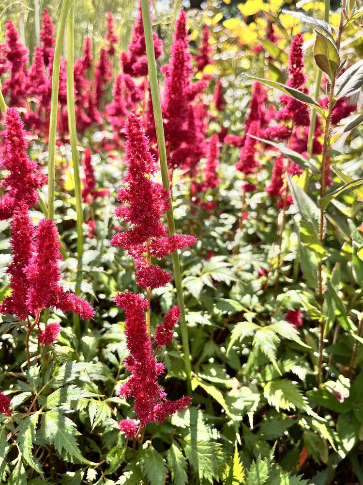 Astilbe 'Burgundy Red'