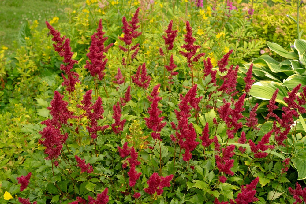 Astilbe 'Burgundy Red'