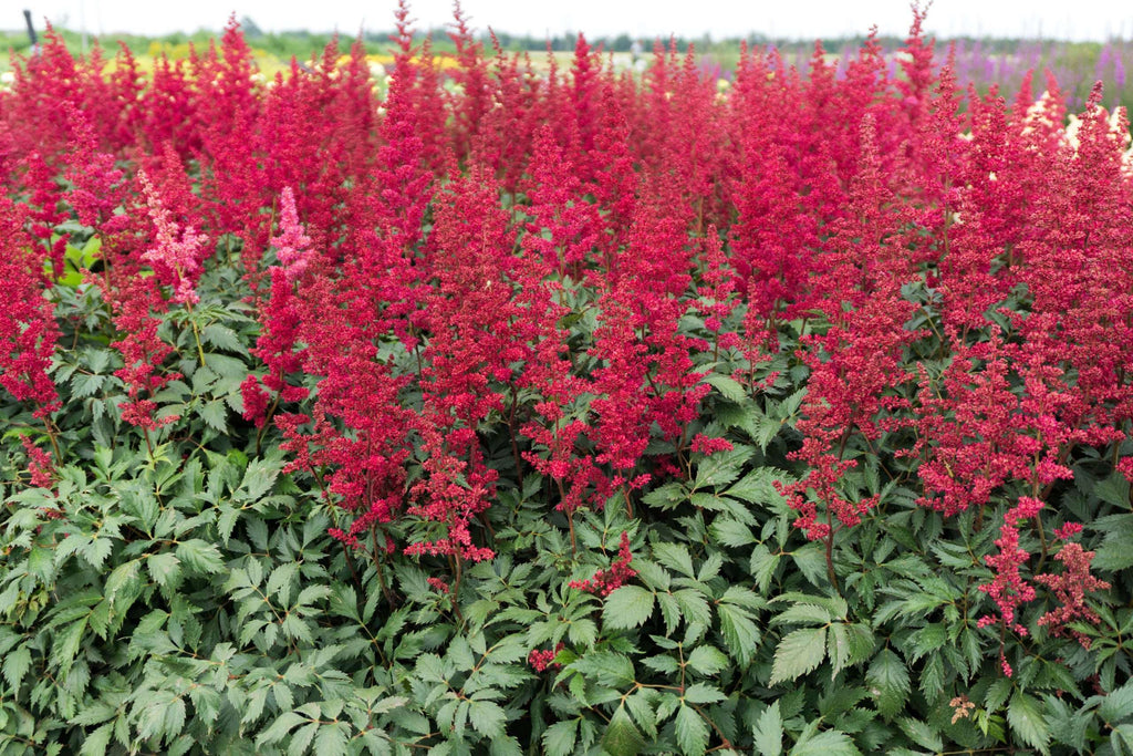 Astilbe 'Burgundy Red'