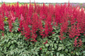 Astilbe 'Burgundy Red'