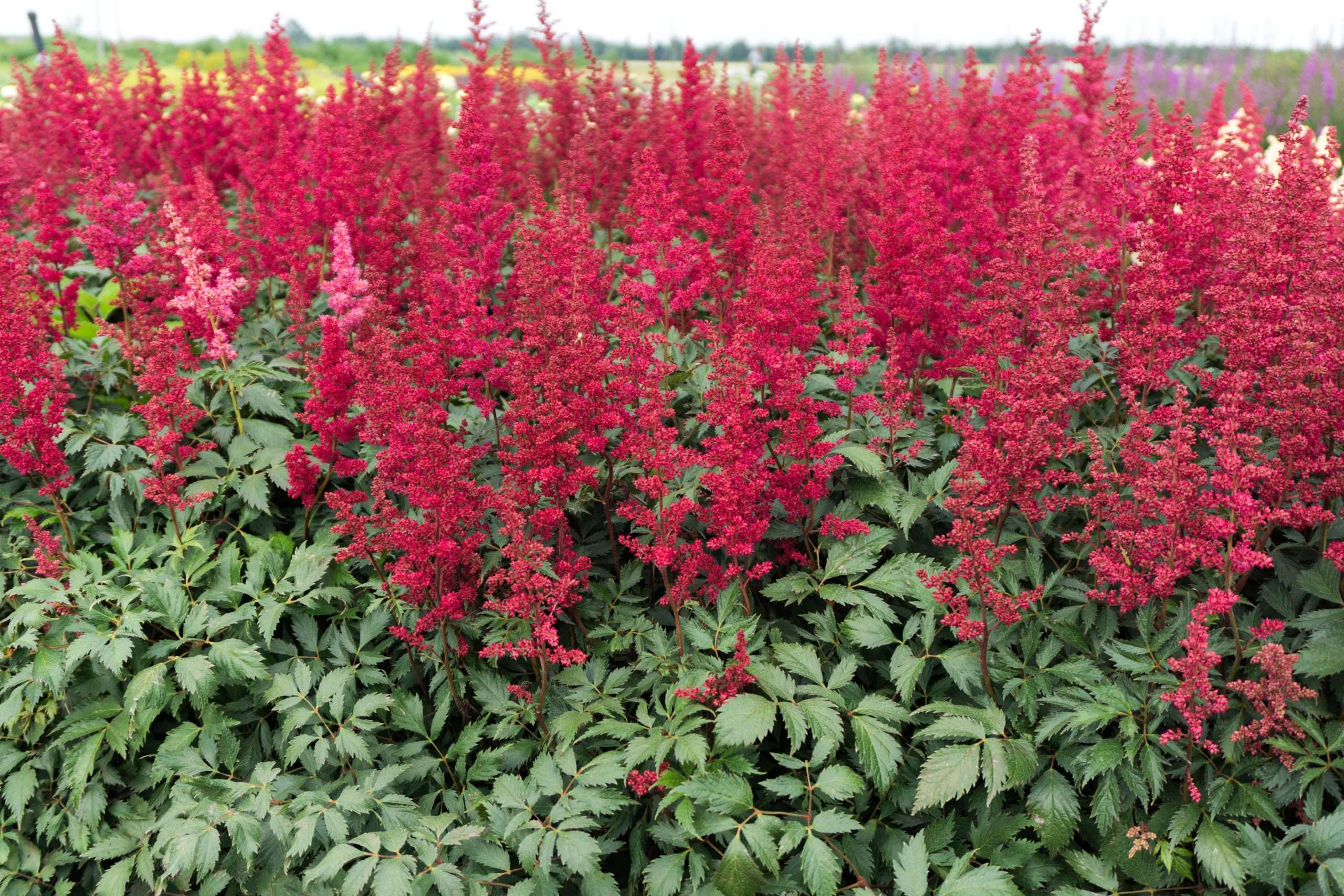Astilbe 'Burgundy Red'