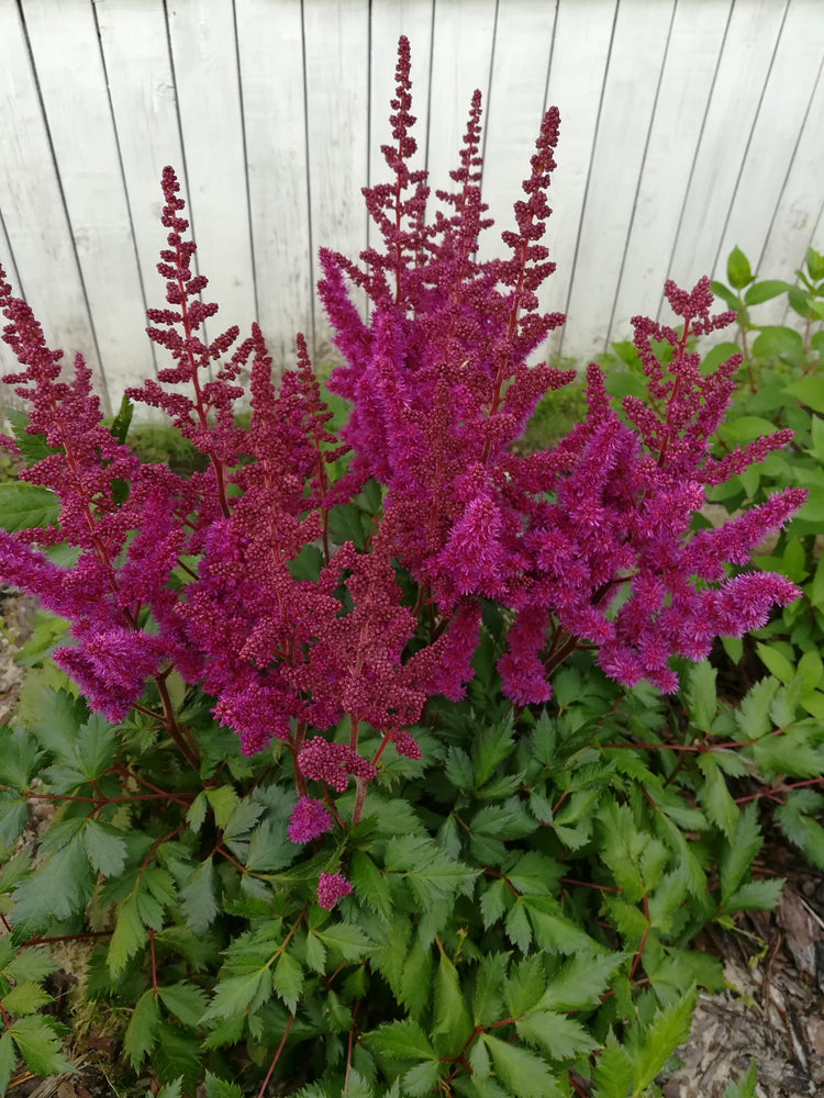 Astilbe lilac 'Purpurlanze'