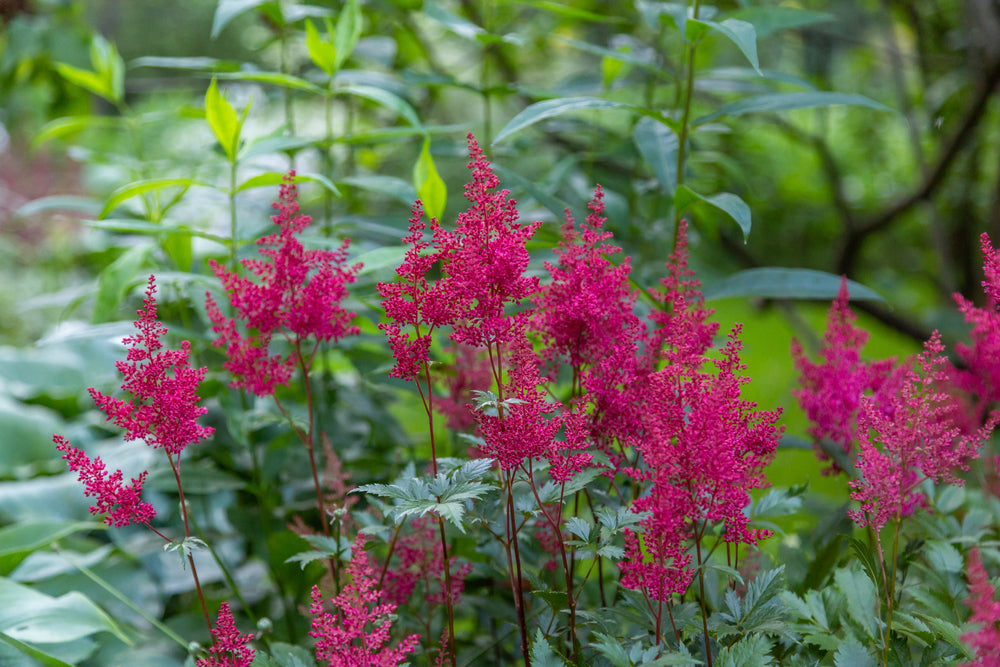 Astilbe lilac 'Purpurlanze'