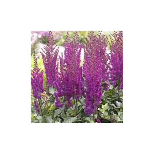 Astilbe lilac 'Purpurlanze'