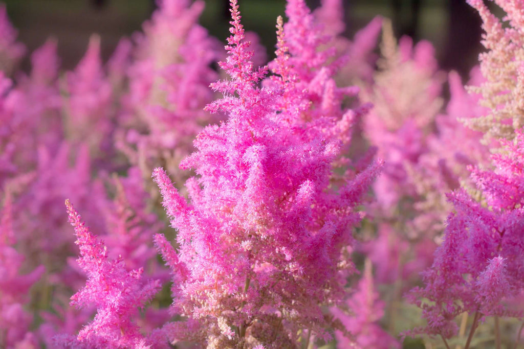 Astilbe Pink 'Erika'